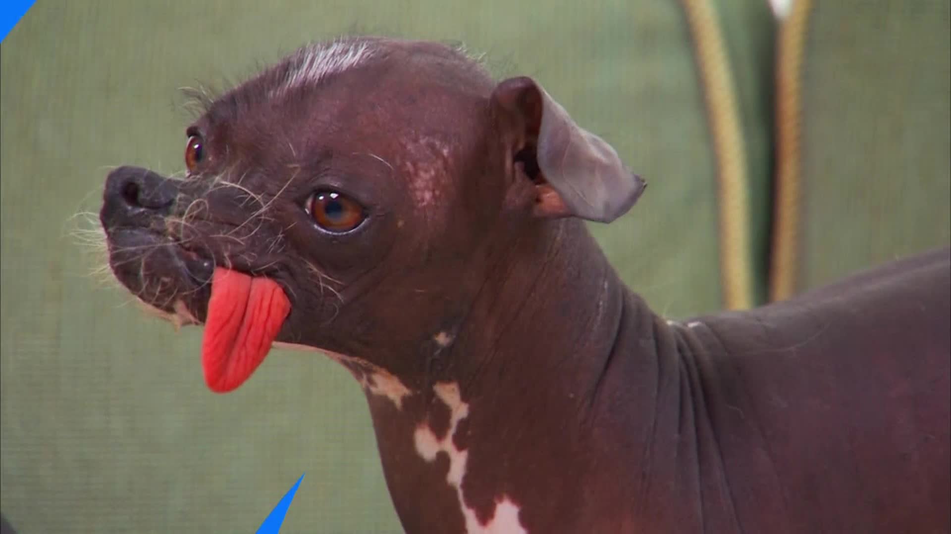 AnimalPlanet