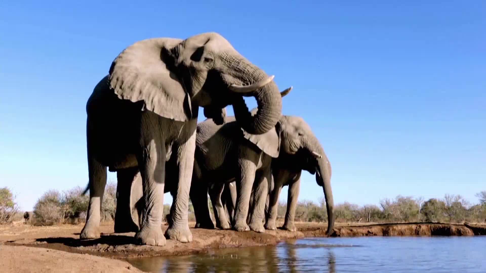 AnimalPlanet