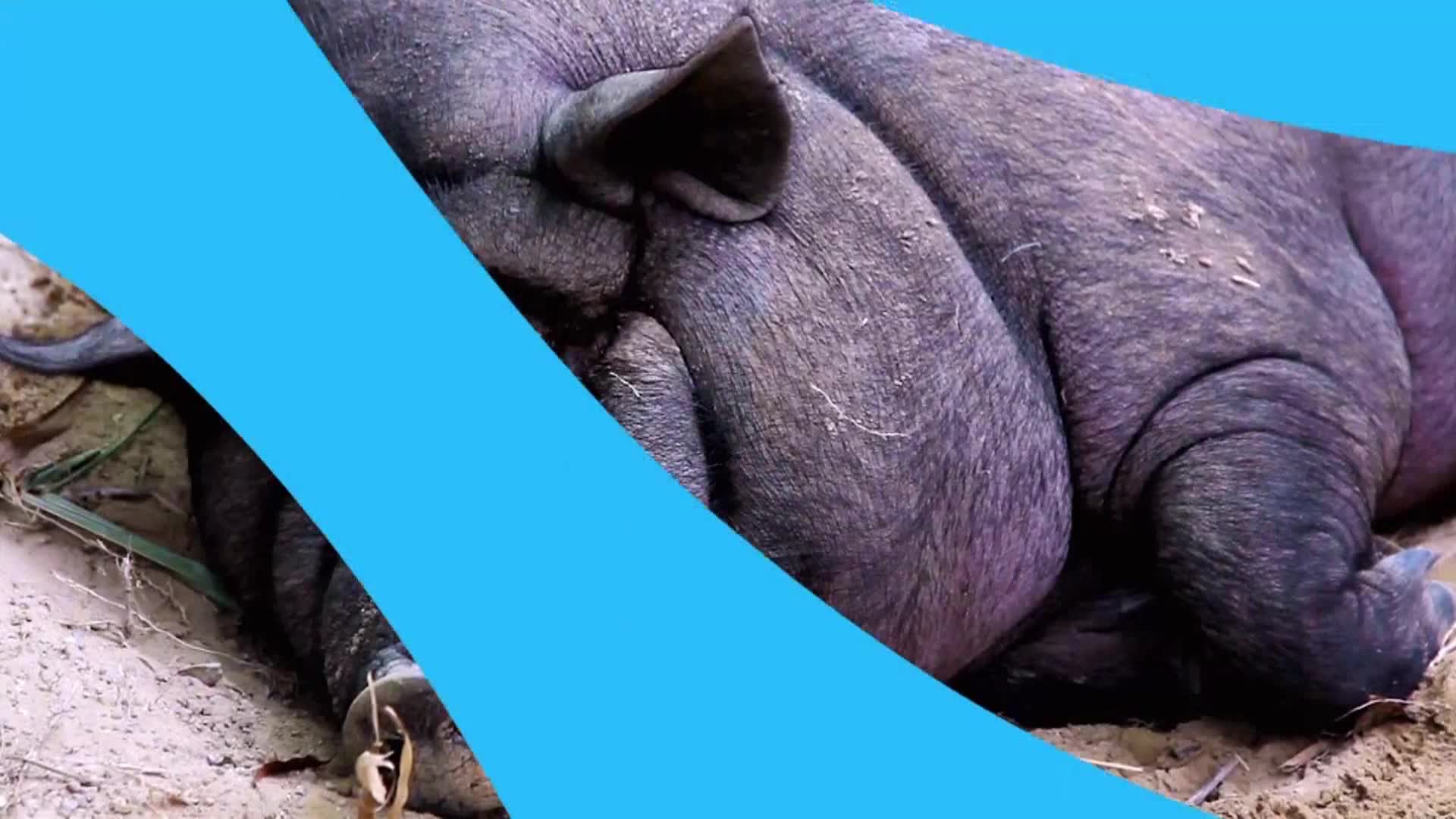 AnimalPlanet