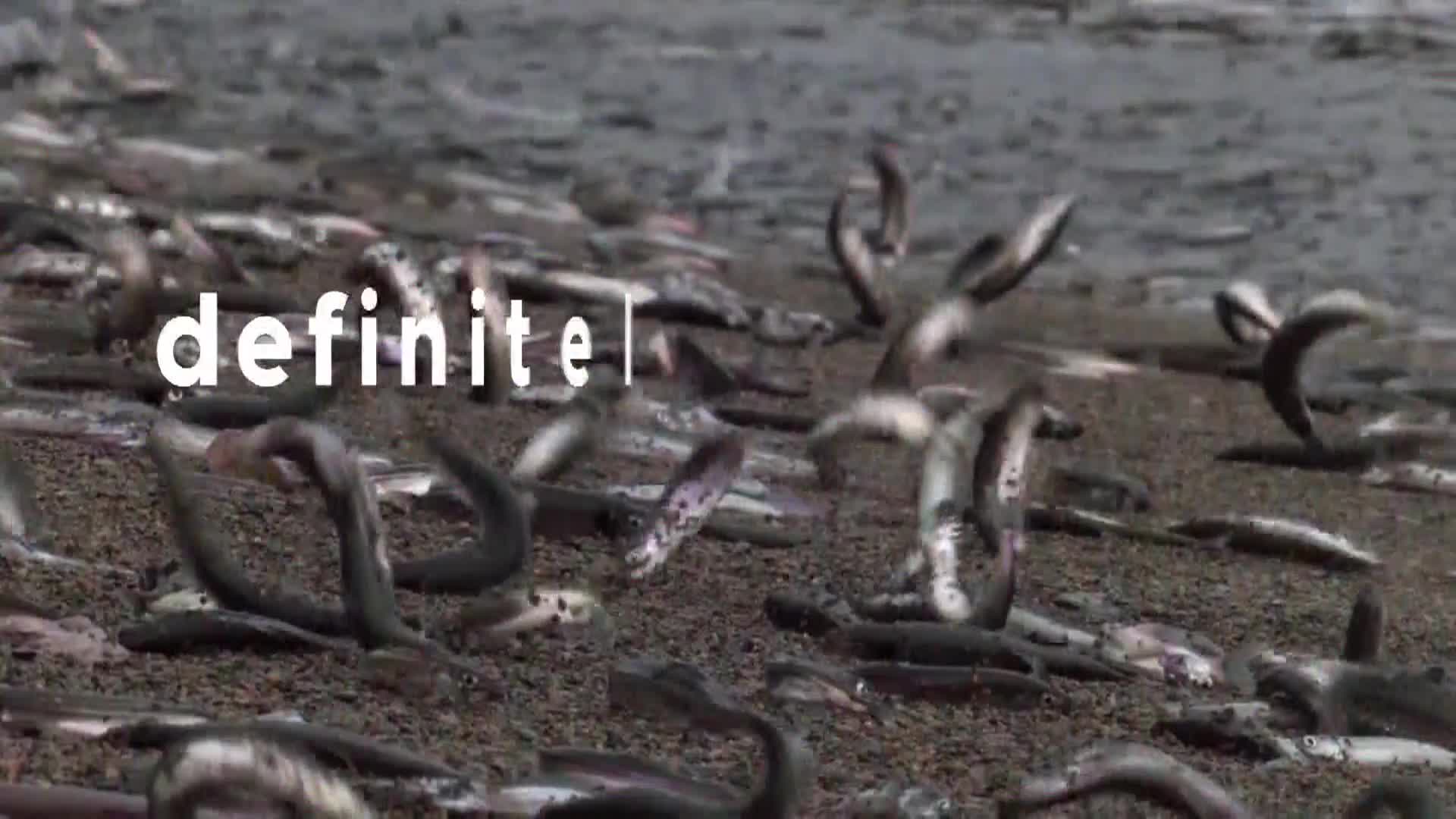 AnimalPlanet