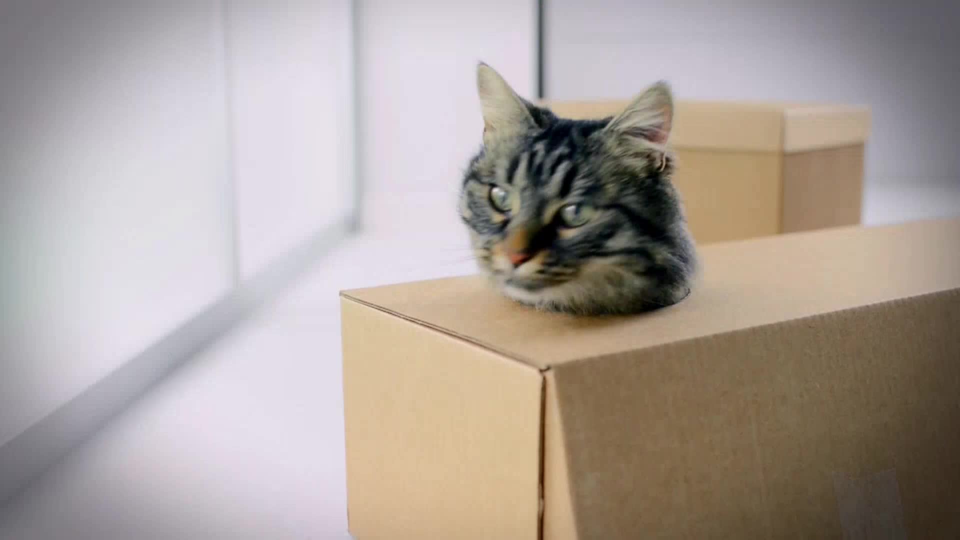 AnimalPlanet