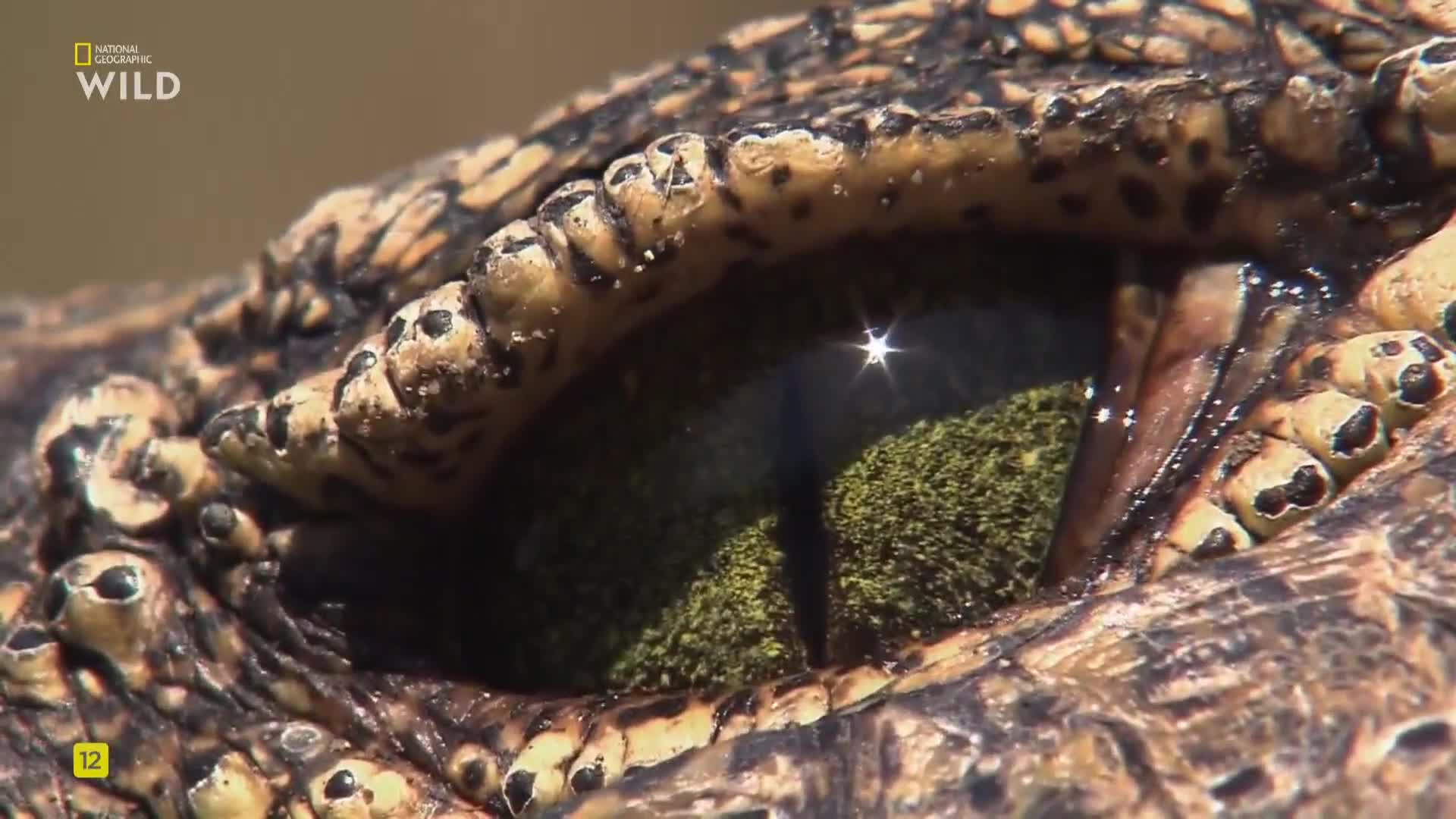 Premium9