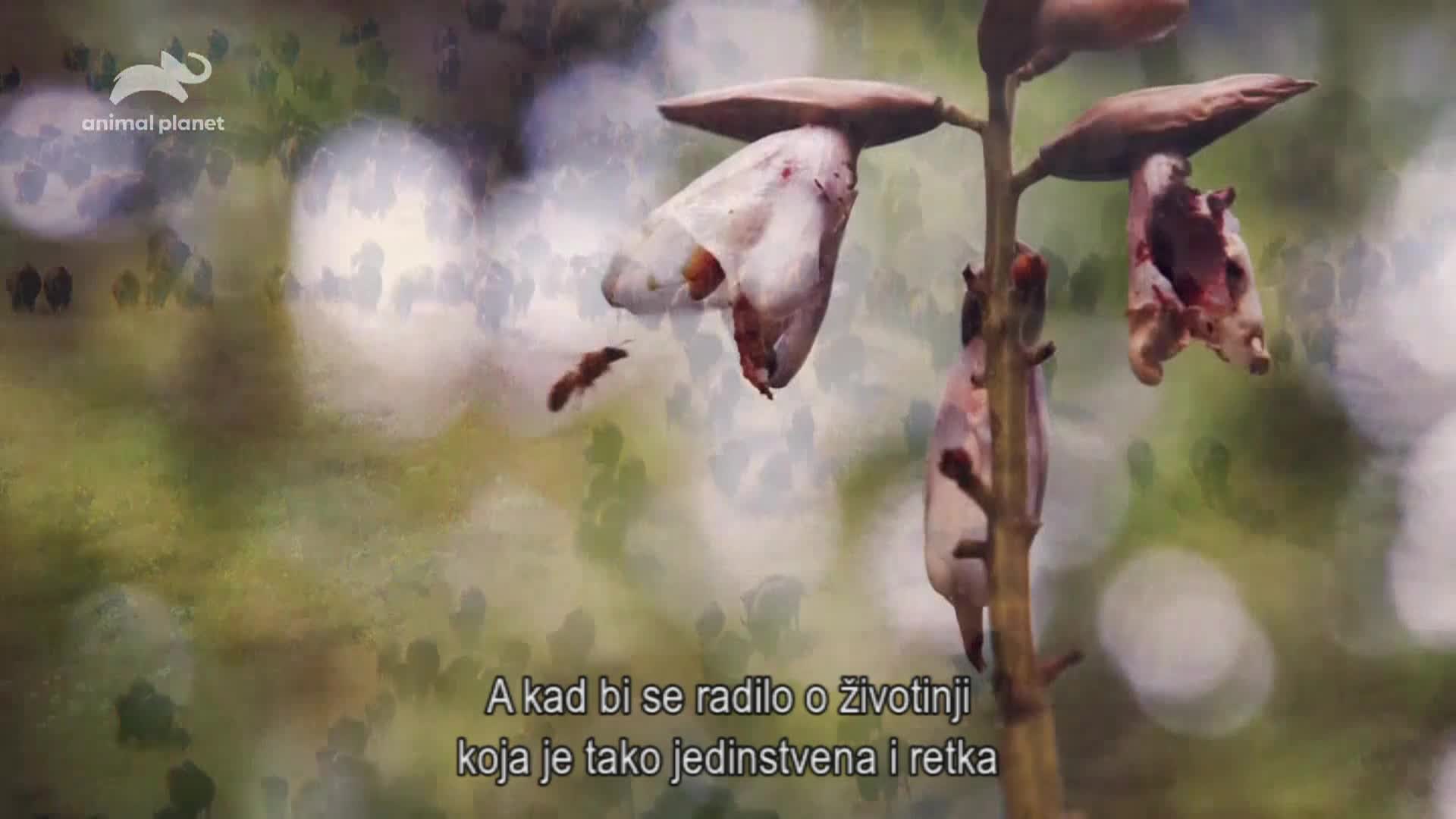 AnimalPlanet