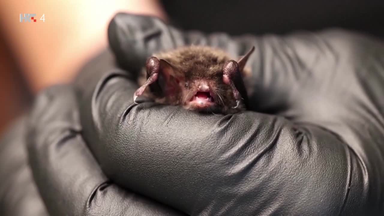 HRT4