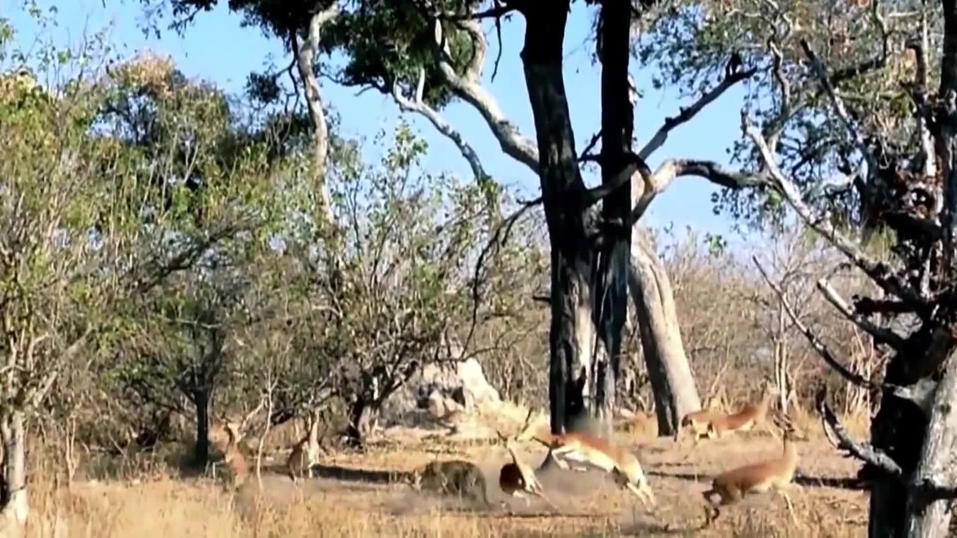 AnimalPlanet