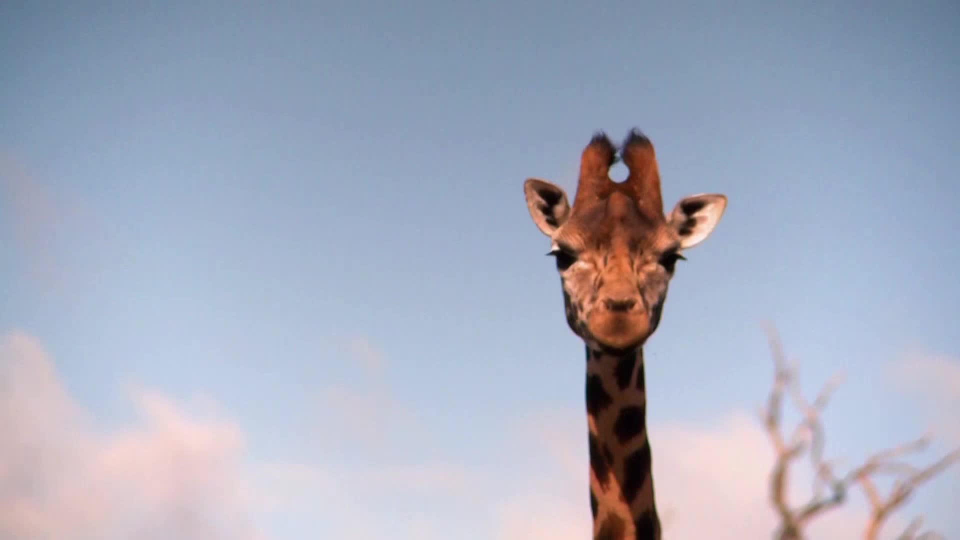 AnimalPlanet