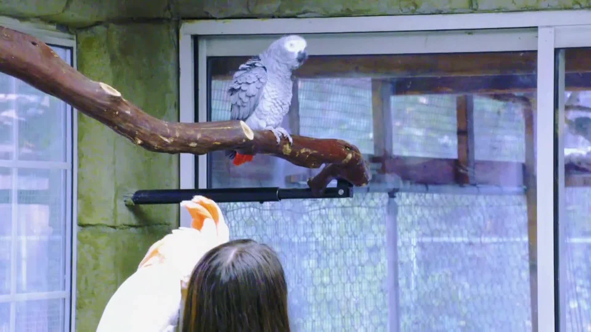 AnimalPlanet