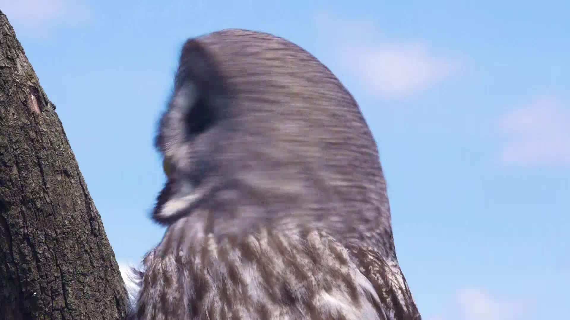AnimalPlanet