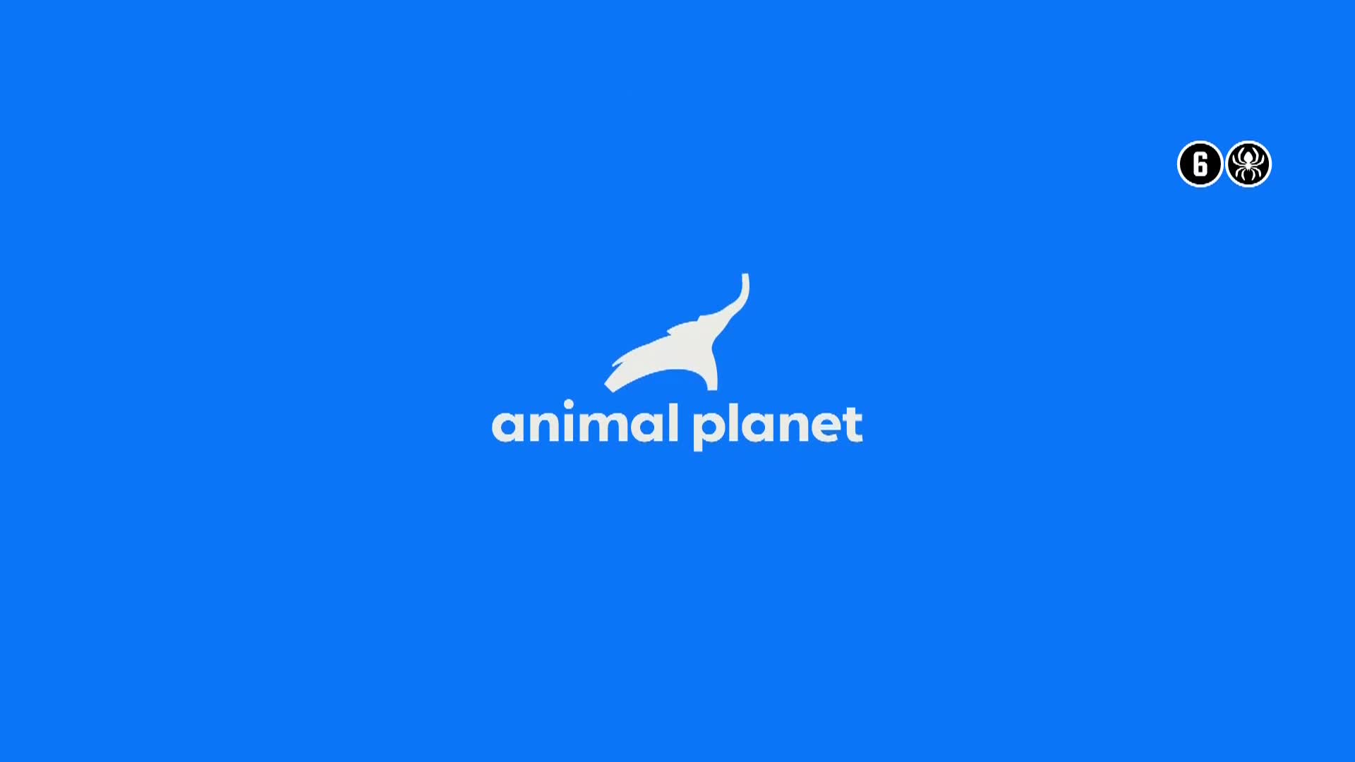 AnimalPlanet