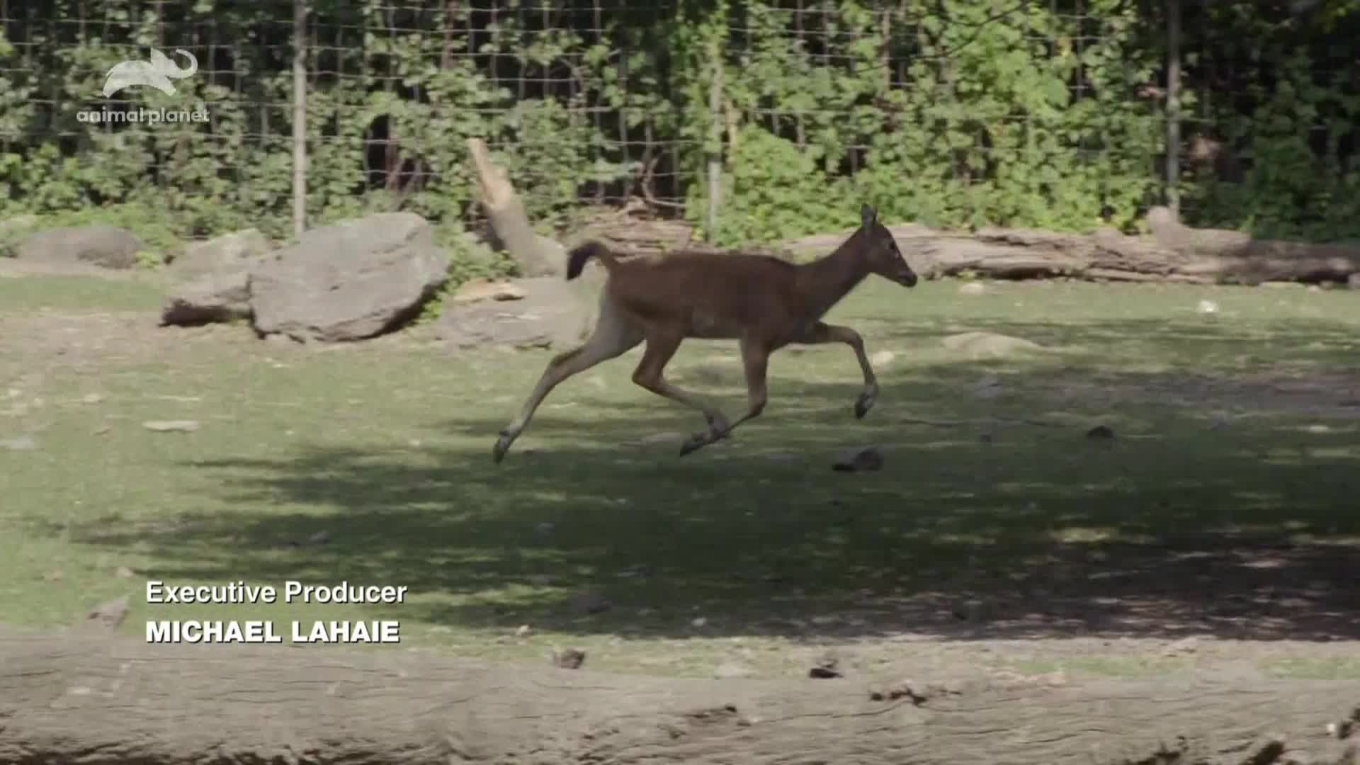 AnimalPlanet