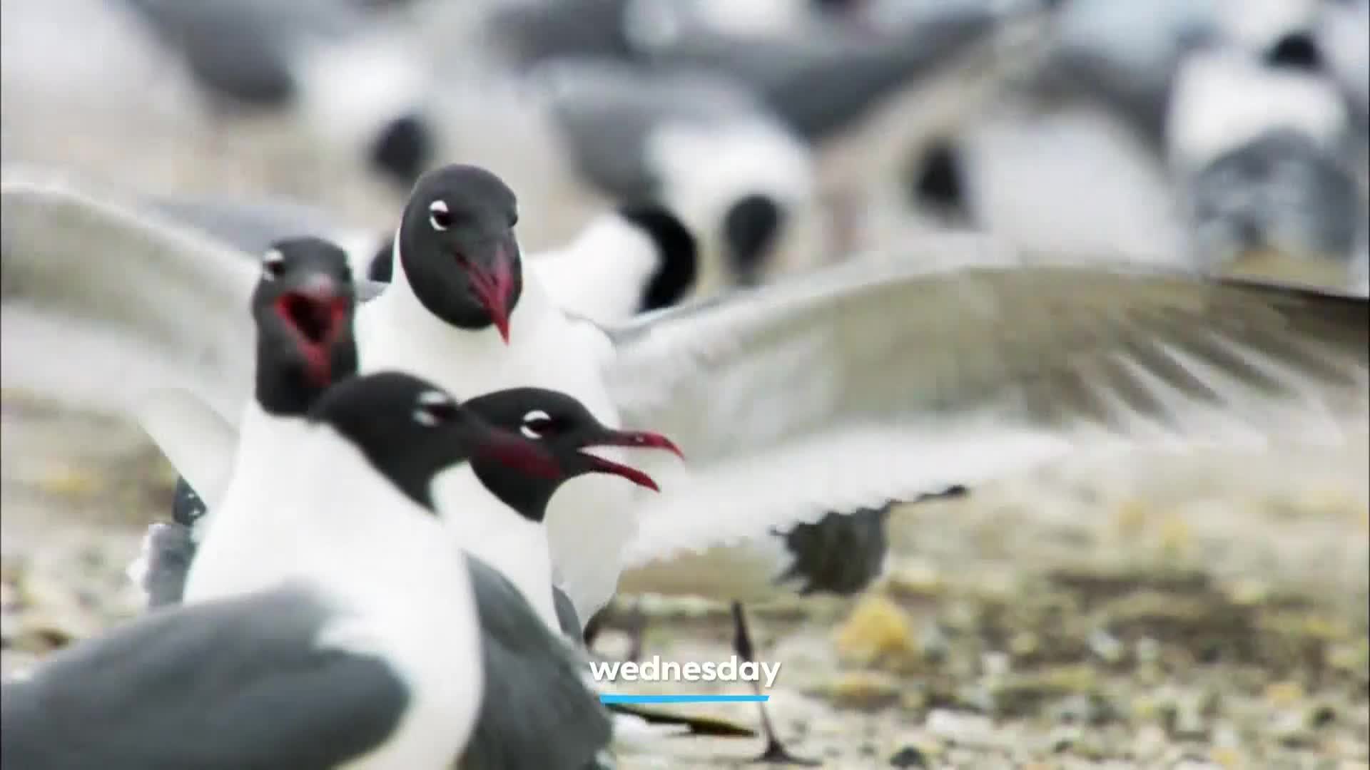 AnimalPlanet