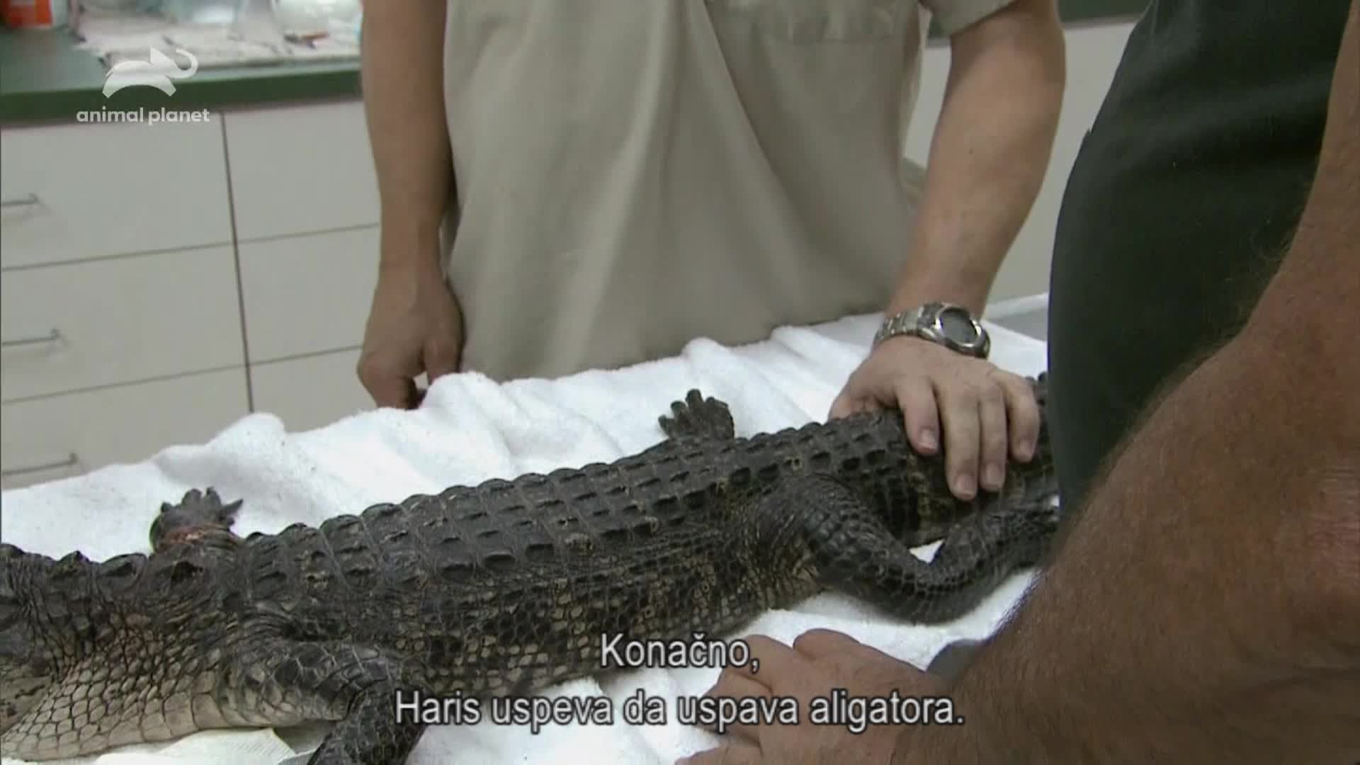 AnimalPlanet