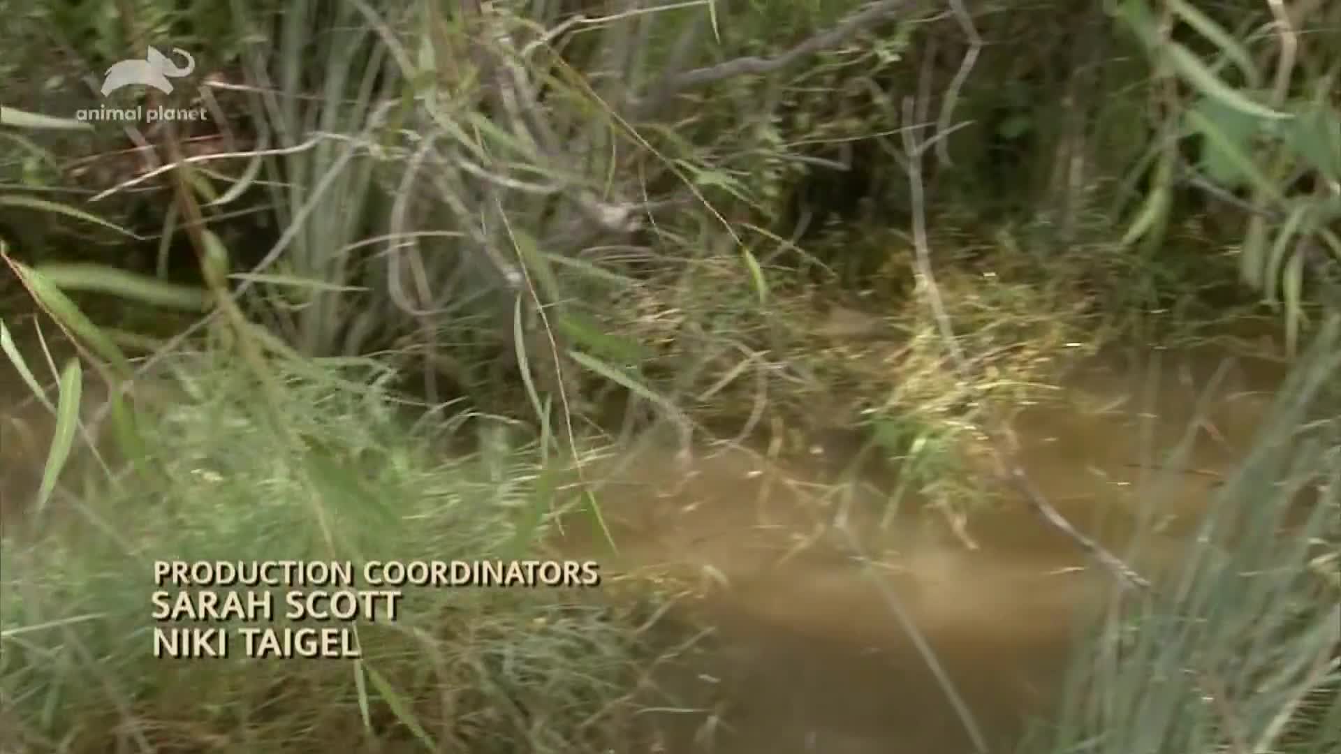 AnimalPlanet