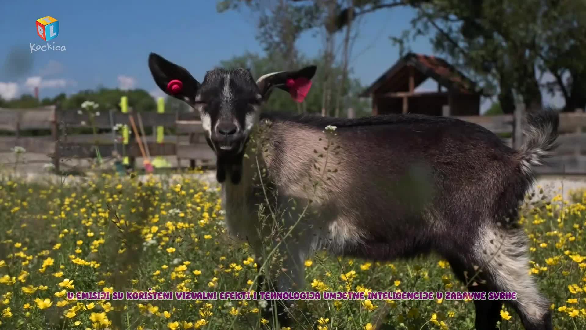 RTLKockica