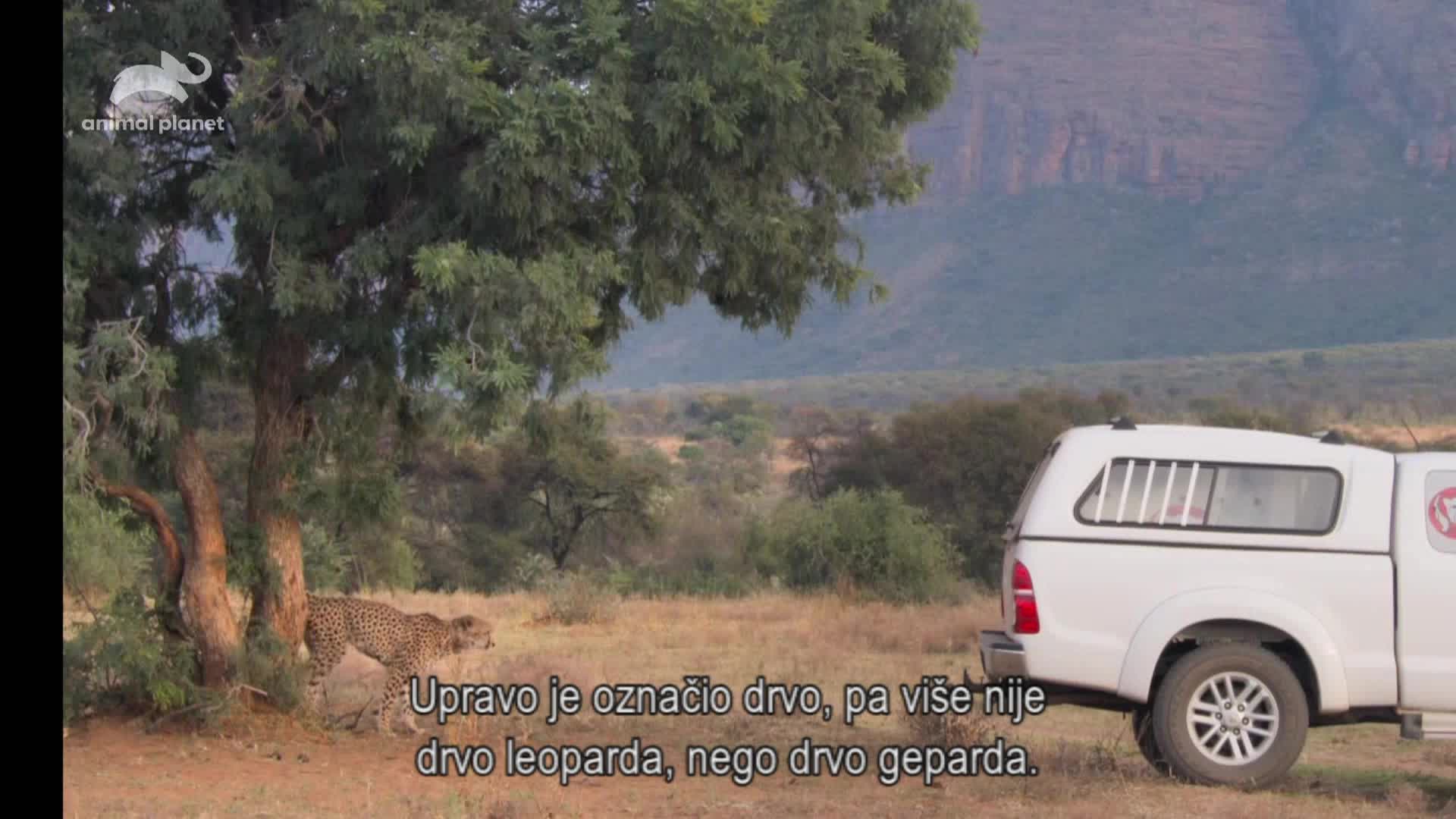 AnimalPlanet