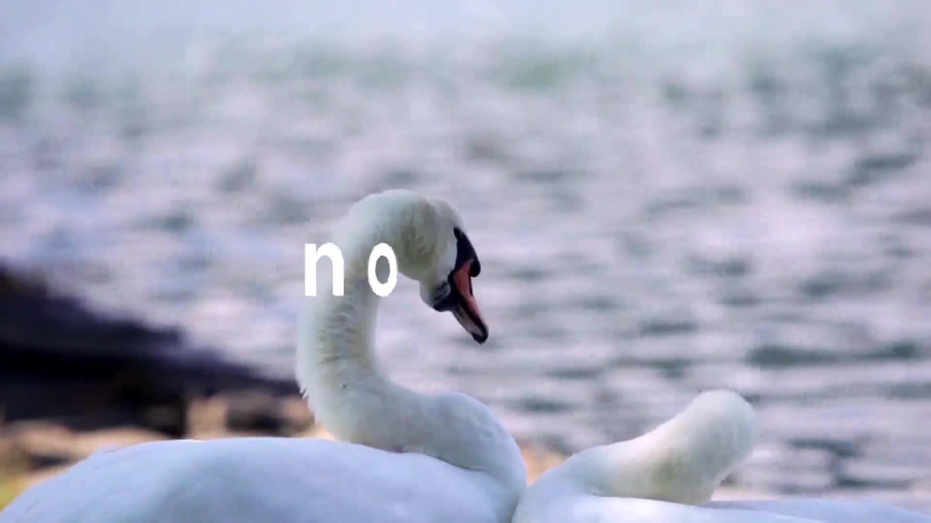 AnimalPlanet
