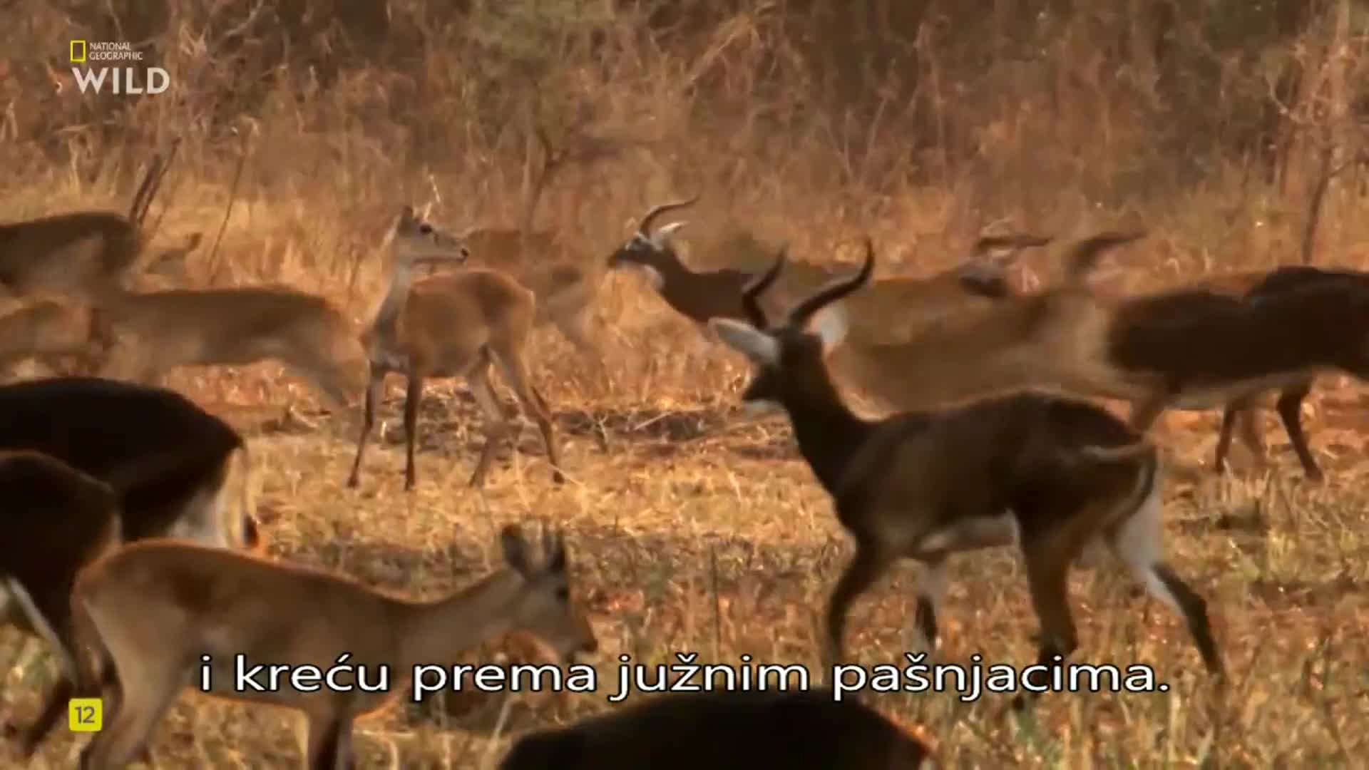 Premium9