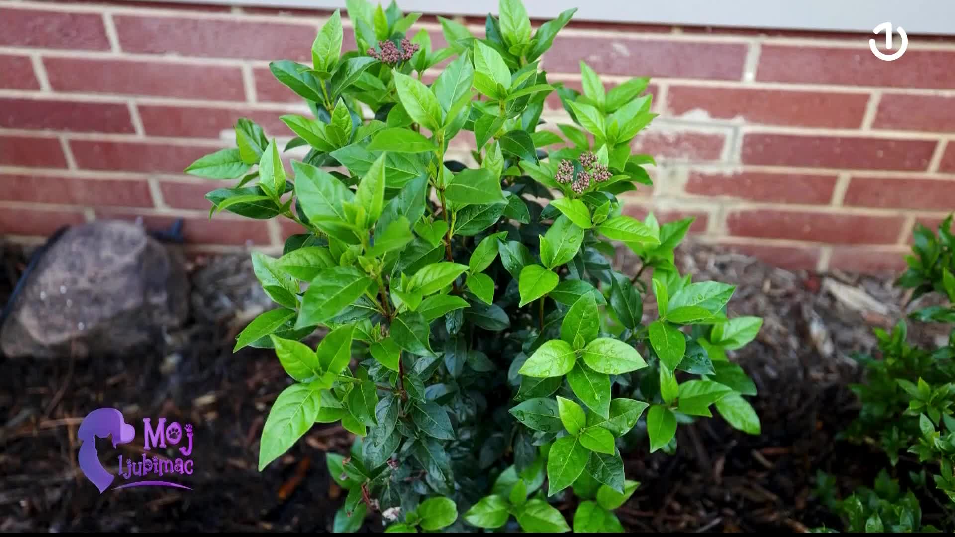 BHT