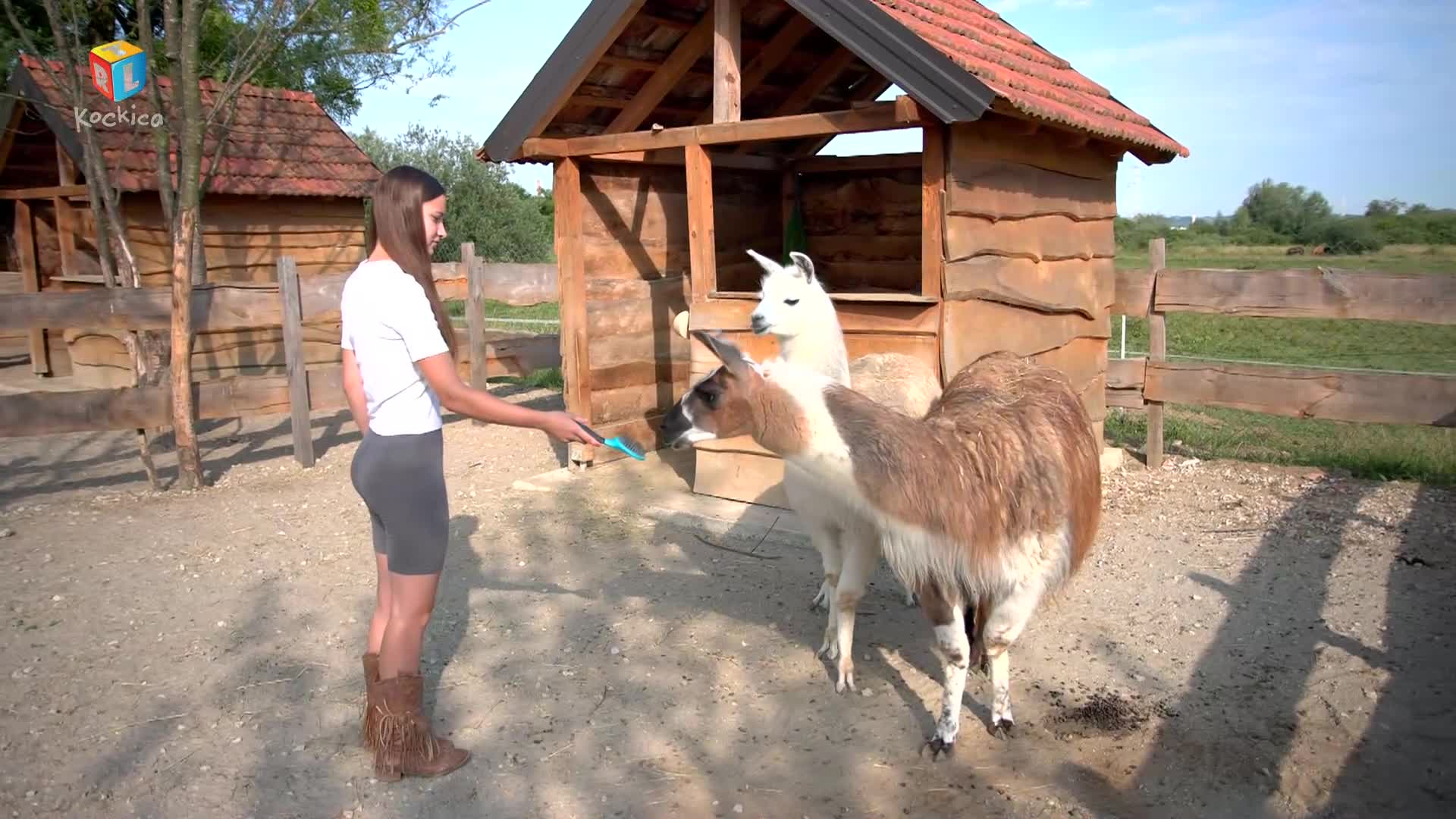 RTLKockica