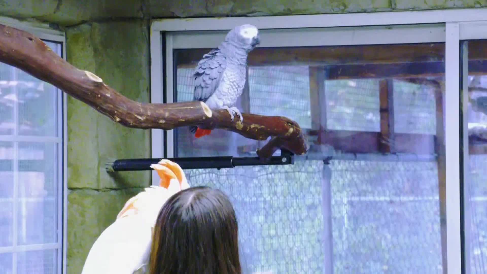 AnimalPlanet