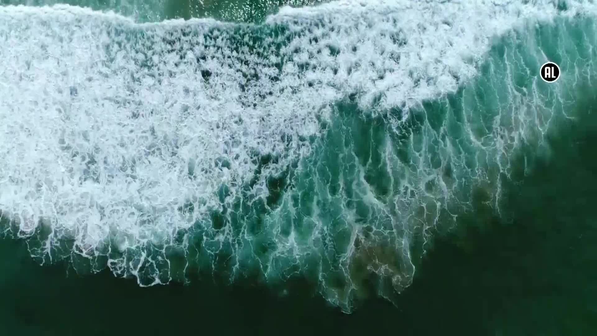 AnimalPlanet