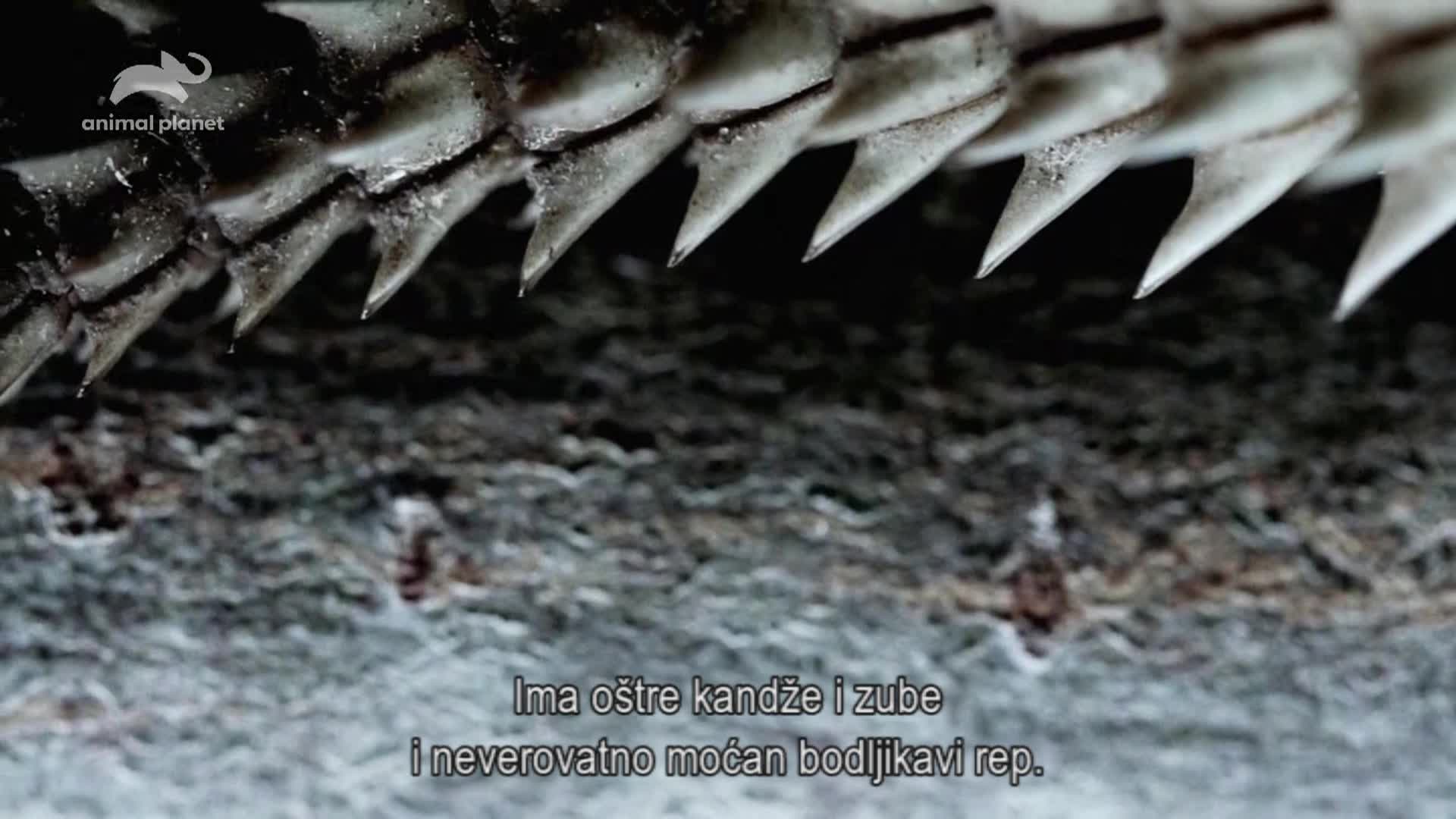 AnimalPlanet