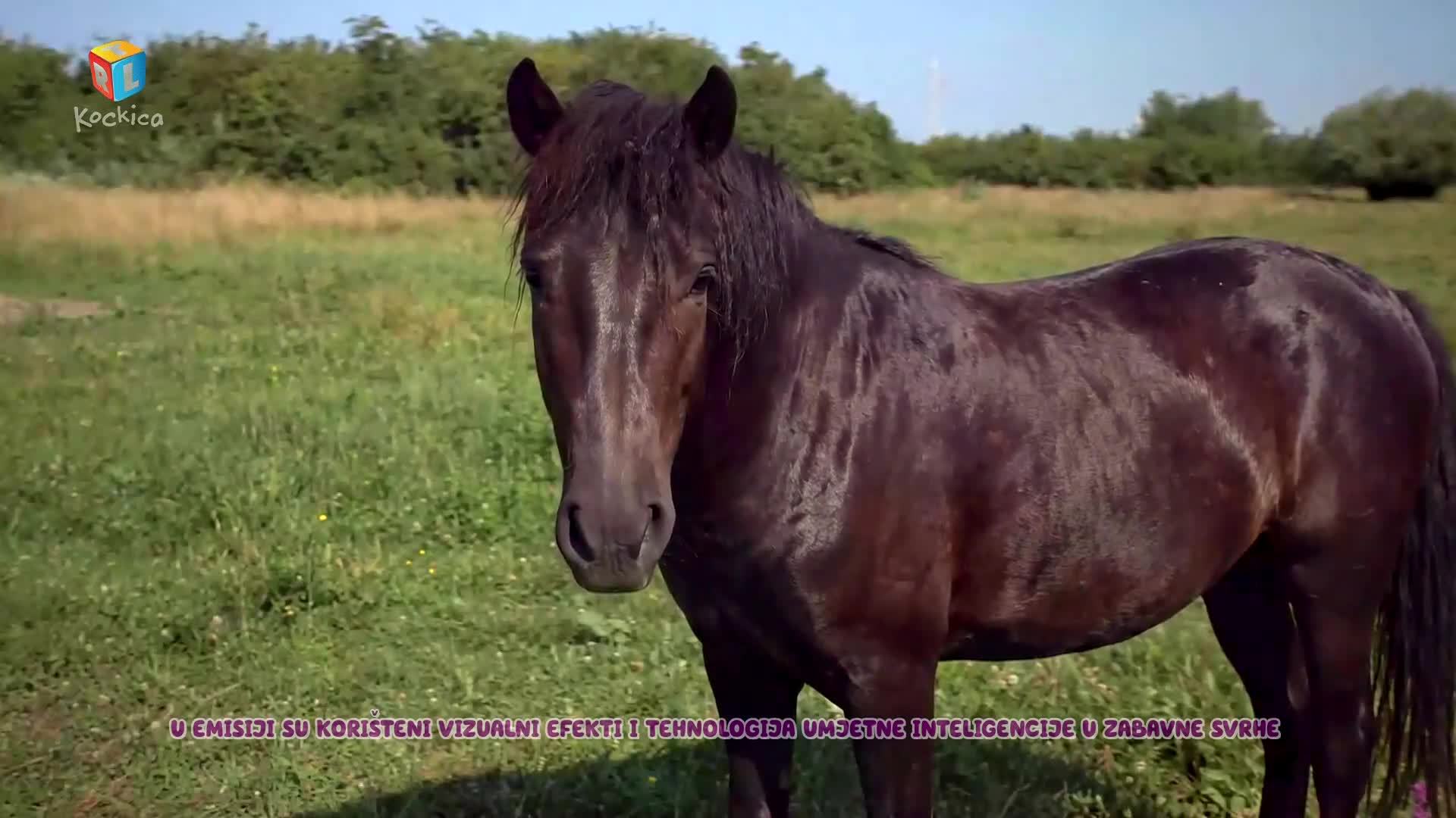 RTLKockica