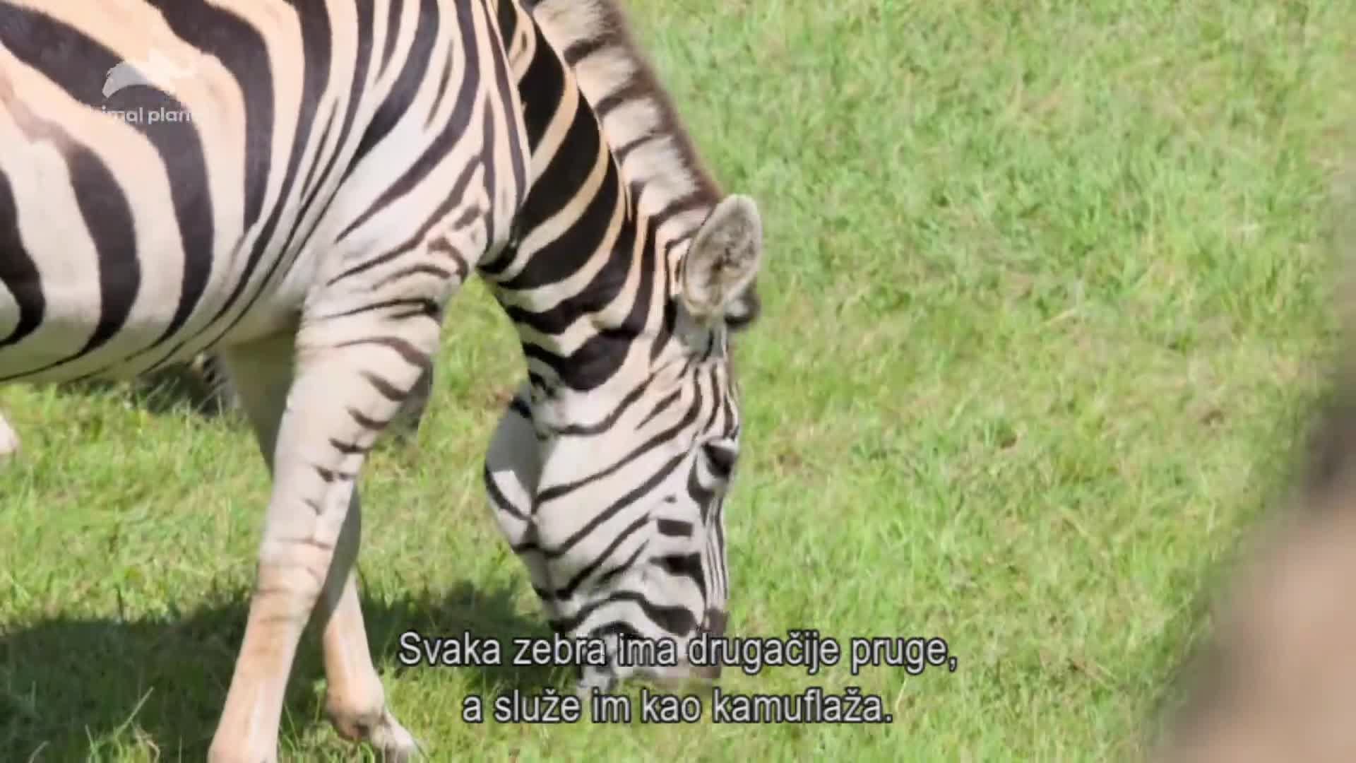 AnimalPlanet