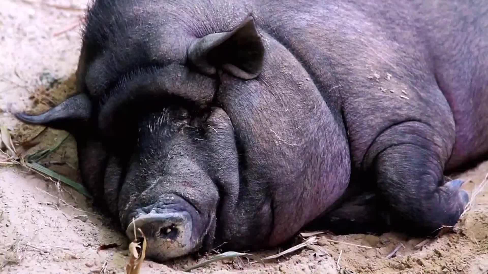 AnimalPlanet