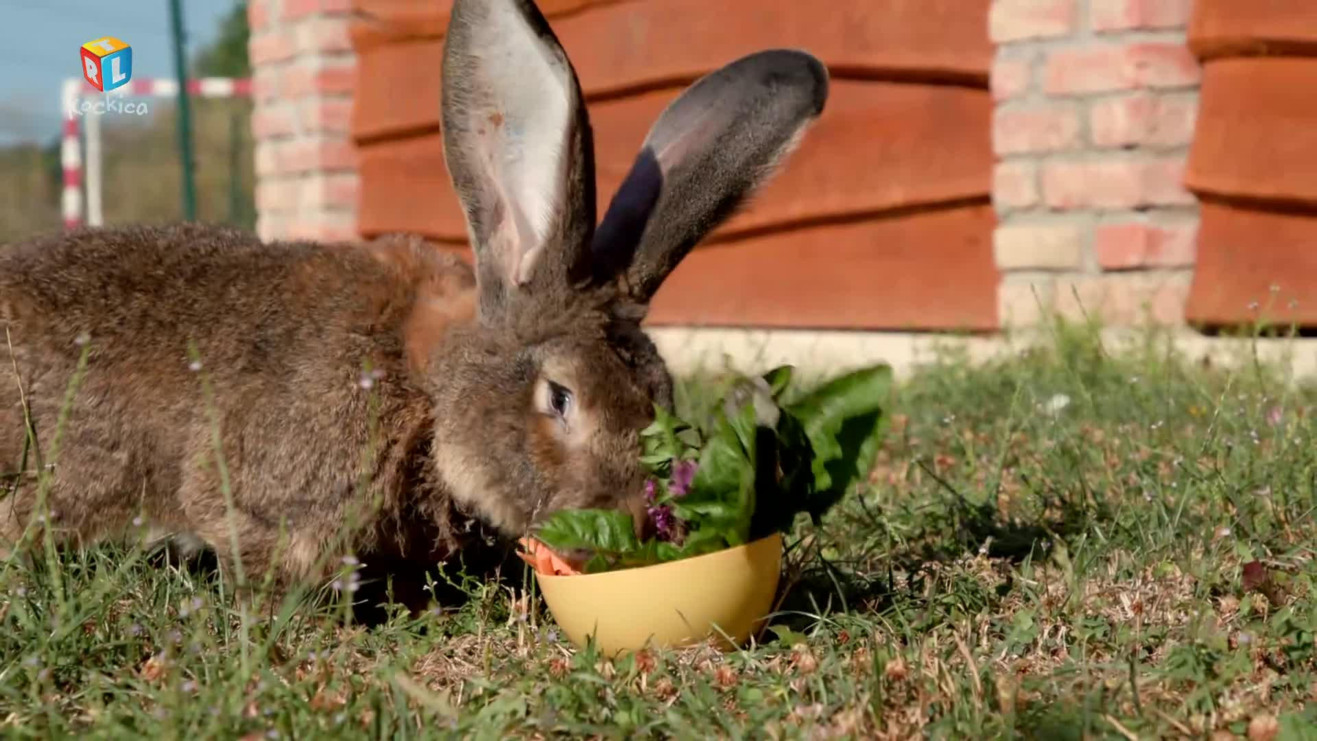 RTLKockica